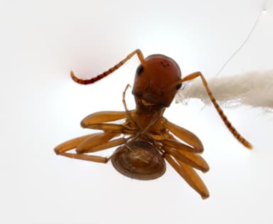 Polyergus vinosus photo 8