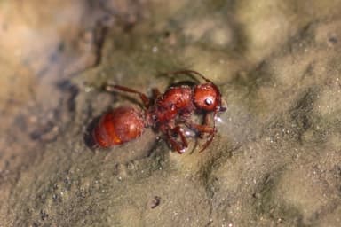 Polyergus vinosus photo 9