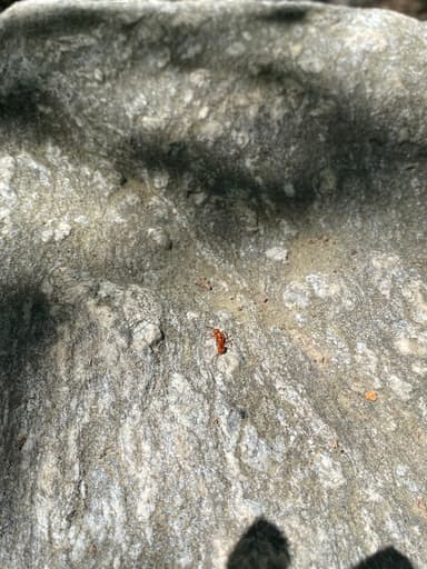 Polyergus vinosus photo 12