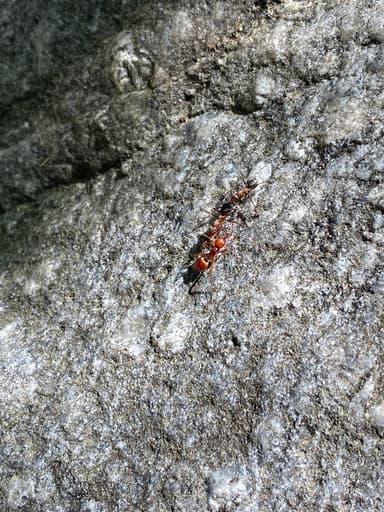 Polyergus vinosus photo 13