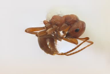 Polyergus vinosus photo 15