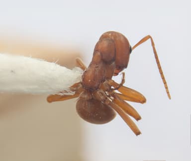 Polyergus vinosus photo 16