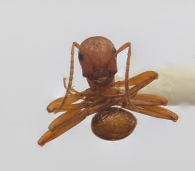 Polyergus vinosus photo 17