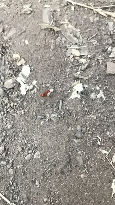 Polyergus vinosus photo 19