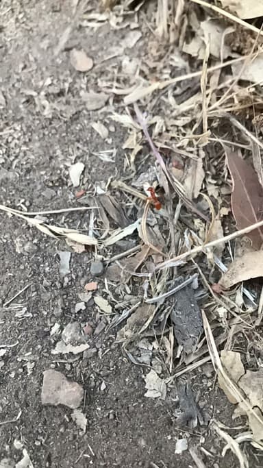 Polyergus vinosus photo 20