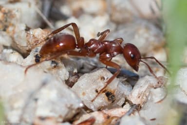 Polyergus vinosus photo 21