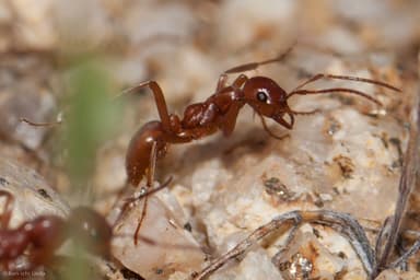 Polyergus vinosus photo 22