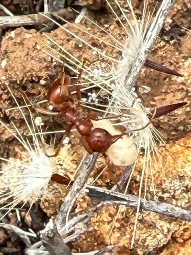 Polyergus vinosus photo 23