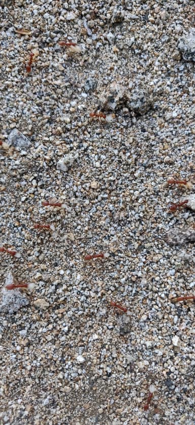Polyergus vinosus photo 26