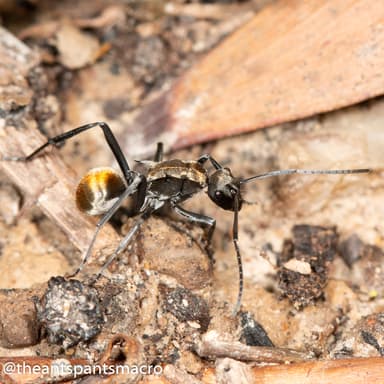 Polyrhachis ammon photo 5