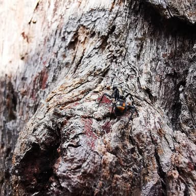 Polyrhachis ammon photo 72