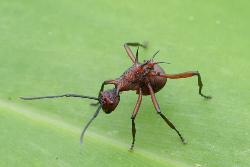 Polyrhachis armata photo 1