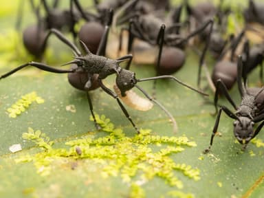 Polyrhachis armata — queen photo 2