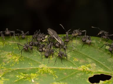 Polyrhachis armata — queen photo 6