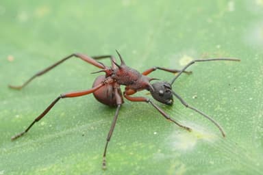 Polyrhachis armata photo 10