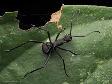 Polyrhachis armata photo 13