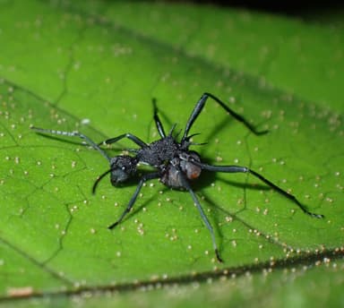 Polyrhachis armata photo 16