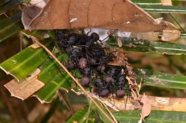 Polyrhachis armata photo 21