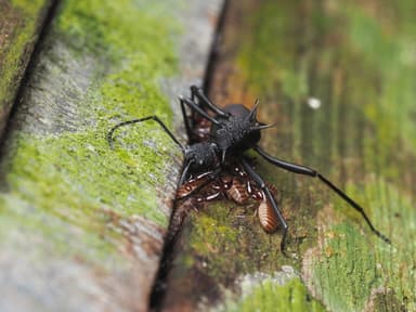 Polyrhachis armata photo 29