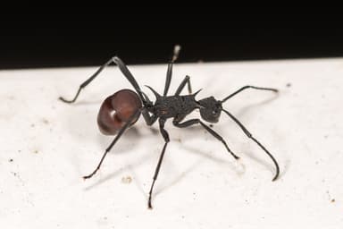 Polyrhachis armata photo 31