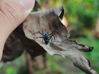 Polyrhachis armata photo 36