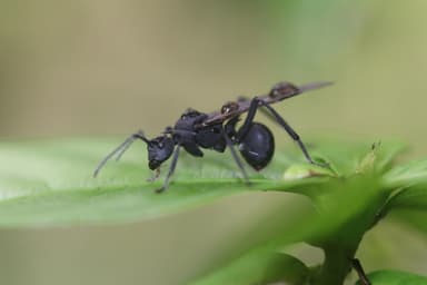Polyrhachis armata photo 39