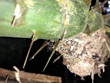 Polyrhachis armata photo 43