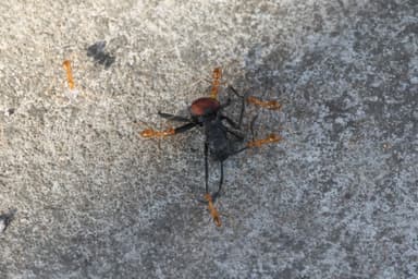 Polyrhachis armata photo 50