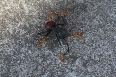 Polyrhachis armata photo 52