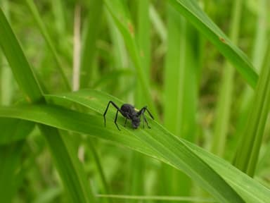 Polyrhachis armata photo 62