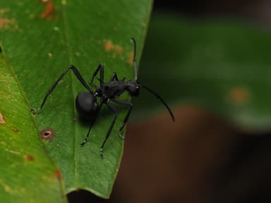 Polyrhachis armata photo 68