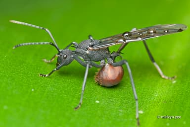 Polyrhachis armata photo 75
