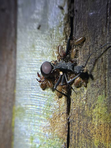 Polyrhachis armata photo 83