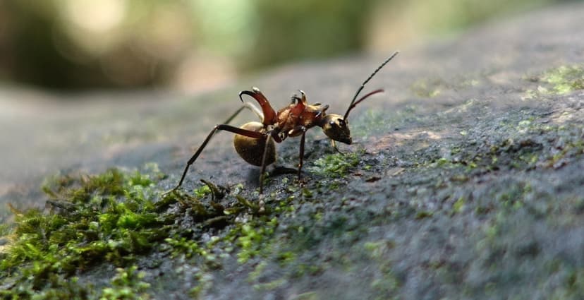 Polyrhachis bihamata photo 1