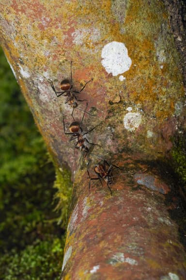 Polyrhachis bihamata photo 6