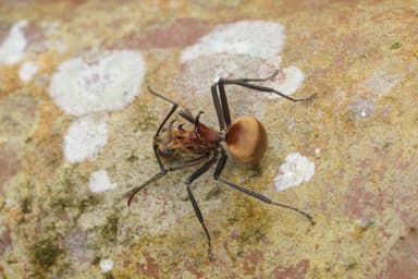 Polyrhachis bihamata photo 7