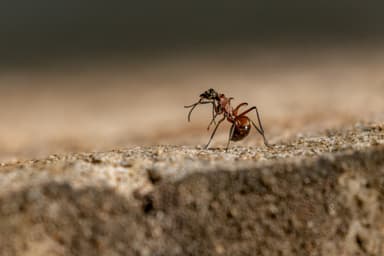 Polyrhachis bihamata photo 8