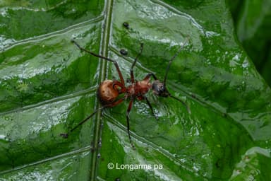 Polyrhachis bihamata photo 9