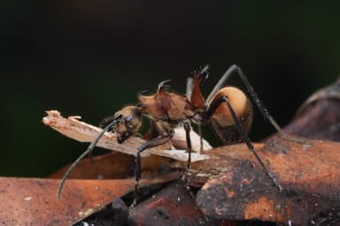 Polyrhachis bihamata photo 10