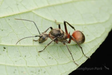 Polyrhachis bihamata photo 13