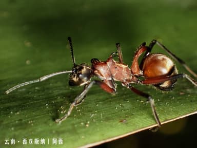 Polyrhachis bihamata photo 16