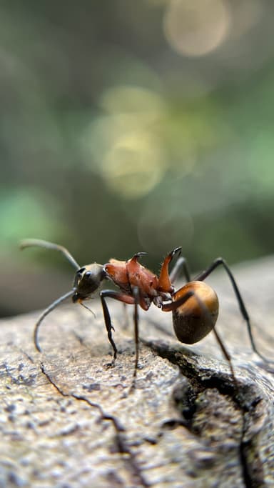 Polyrhachis bihamata photo 18