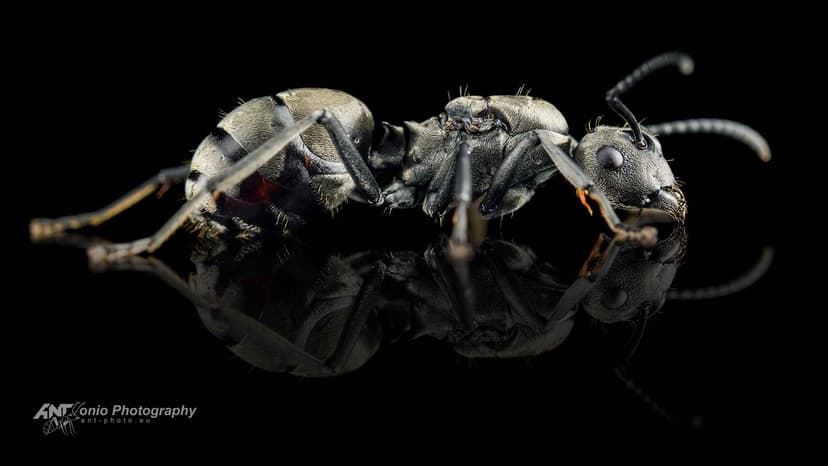 Polyrhachis dives photo 1