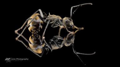 Polyrhachis dives — worker photo 2