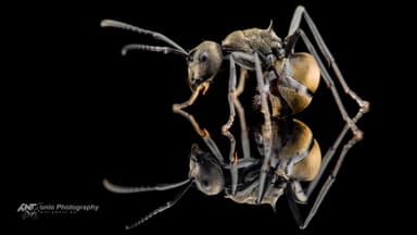Polyrhachis dives — worker photo 3