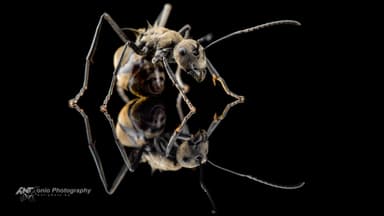 Polyrhachis dives — worker photo 4