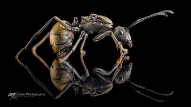 Polyrhachis dives — queen photo 7