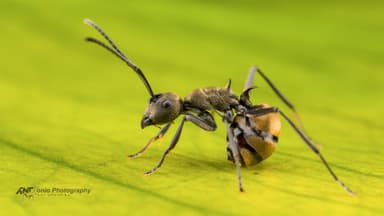 Polyrhachis dives — worker photo 10
