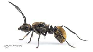 Polyrhachis dives — queen photo 16