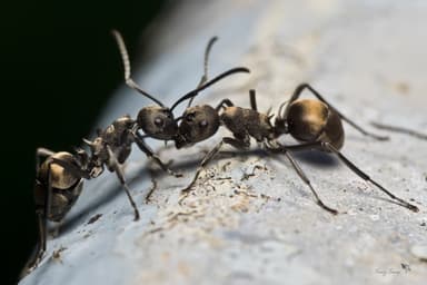 Polyrhachis dives photo 21